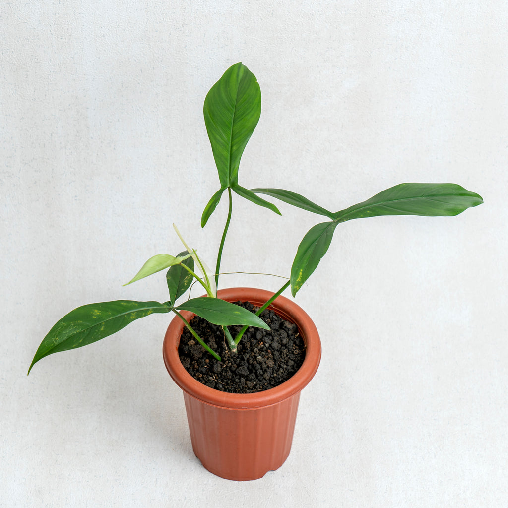 【poromeria-923】 Philodendron Code 69686 — Aroidasia