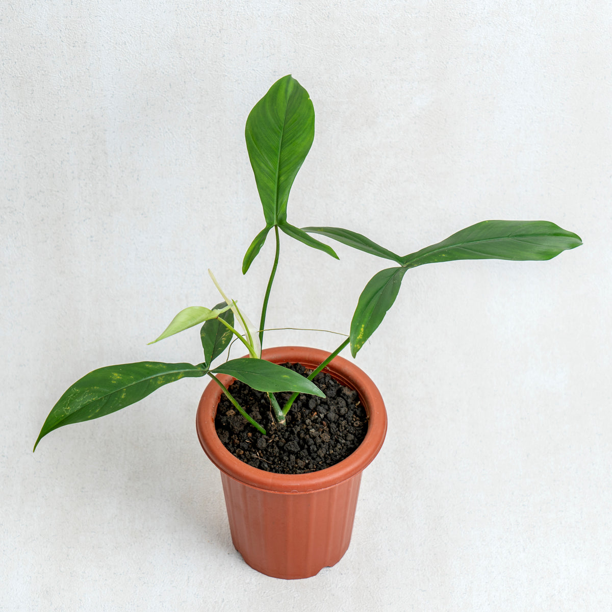 Philodendron Code 69686 — Aroidasia