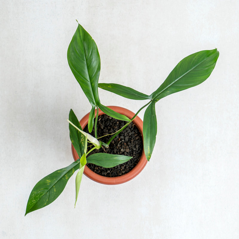 Philodendron Code 69686