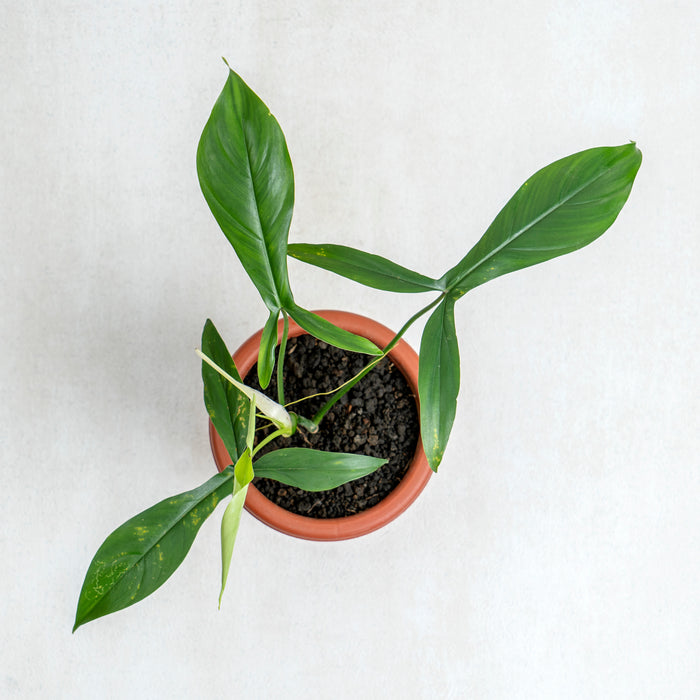 Philodendron Code 69686 — Aroidasia