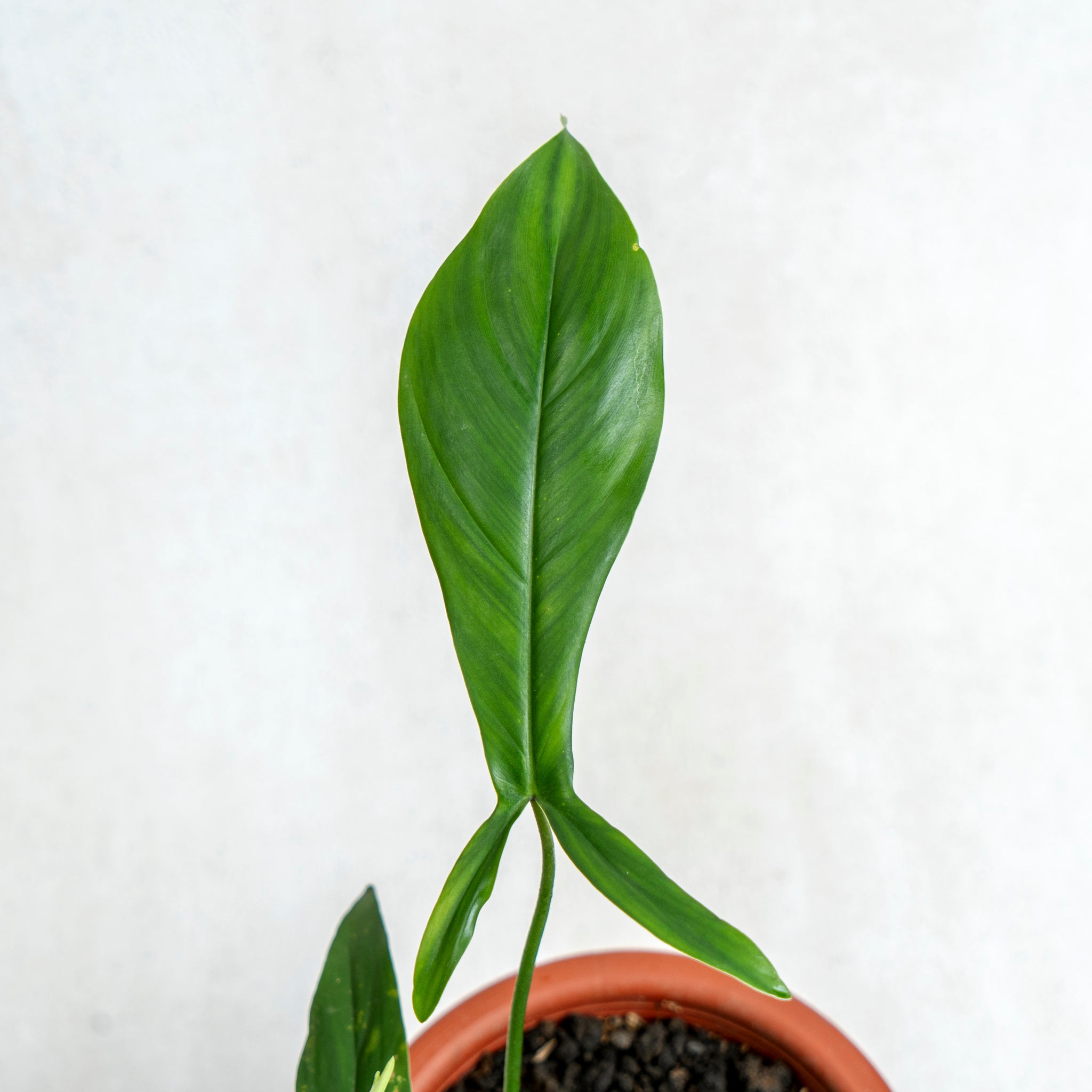 Philodendron Code 69686 — Aroidasia