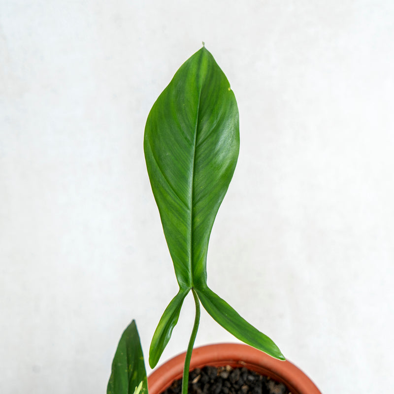 Philodendron Code 69686