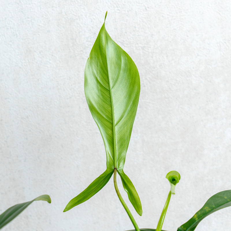 Philodendron Code 69686