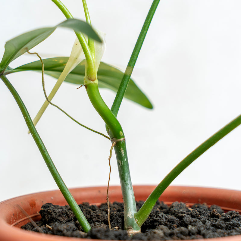 Philodendron Code 69686