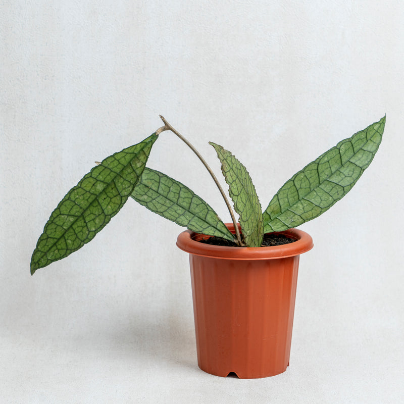 Hoya Clemensiorum Green