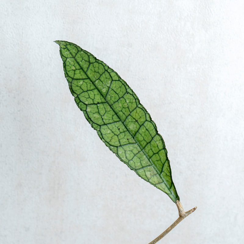 Hoya Clemensiorum Green