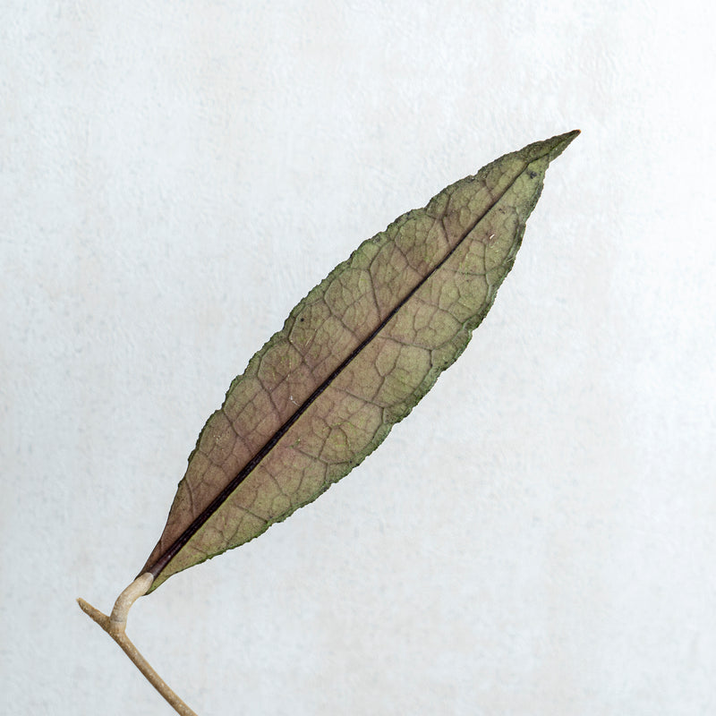 Hoya Clemensiorum Green