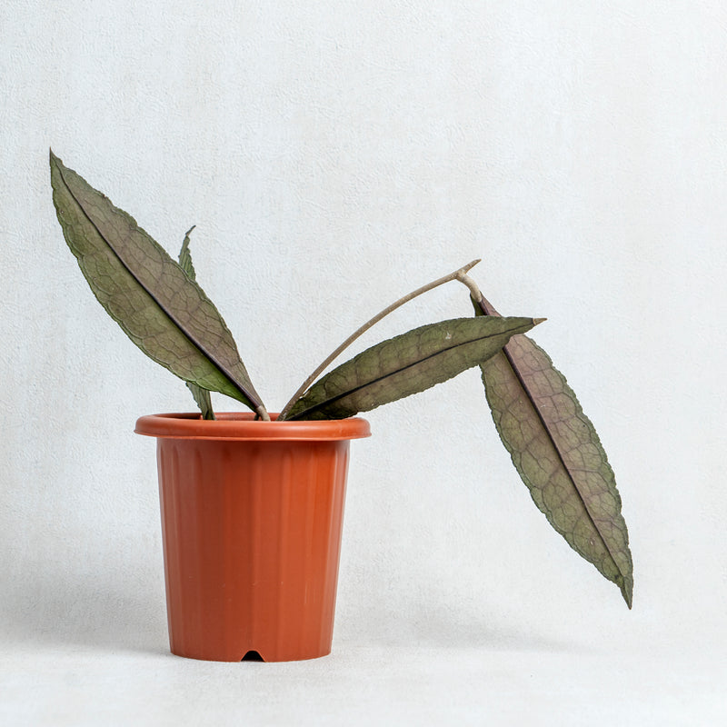 Hoya Clemensiorum Green