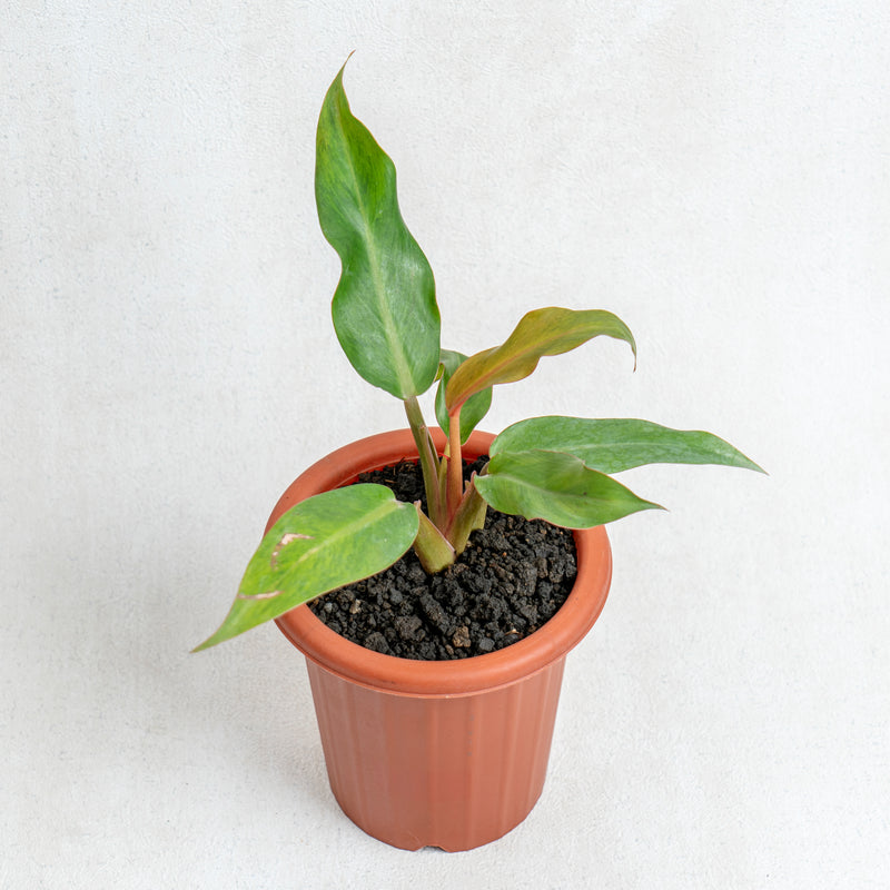 Philodendron Orange Marmalade