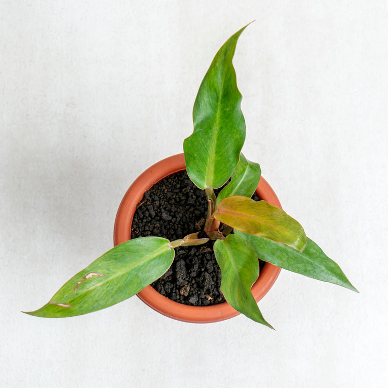 Philodendron Orange Marmalade