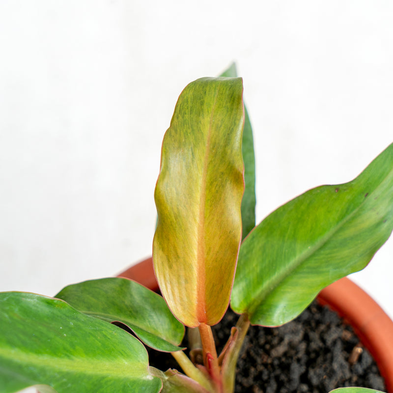 Philodendron Orange Marmalade