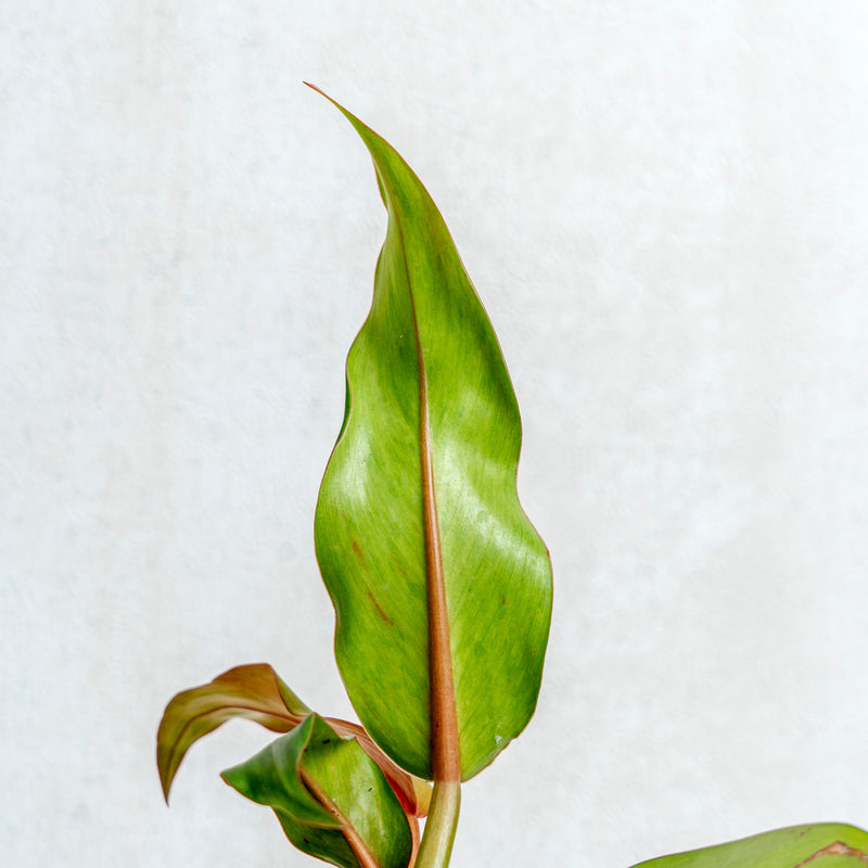 Philodendron Orange Marmalade