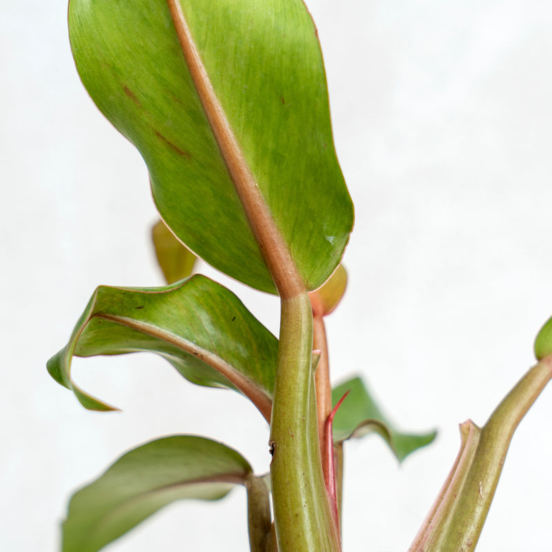 Philodendron Orange Marmalade