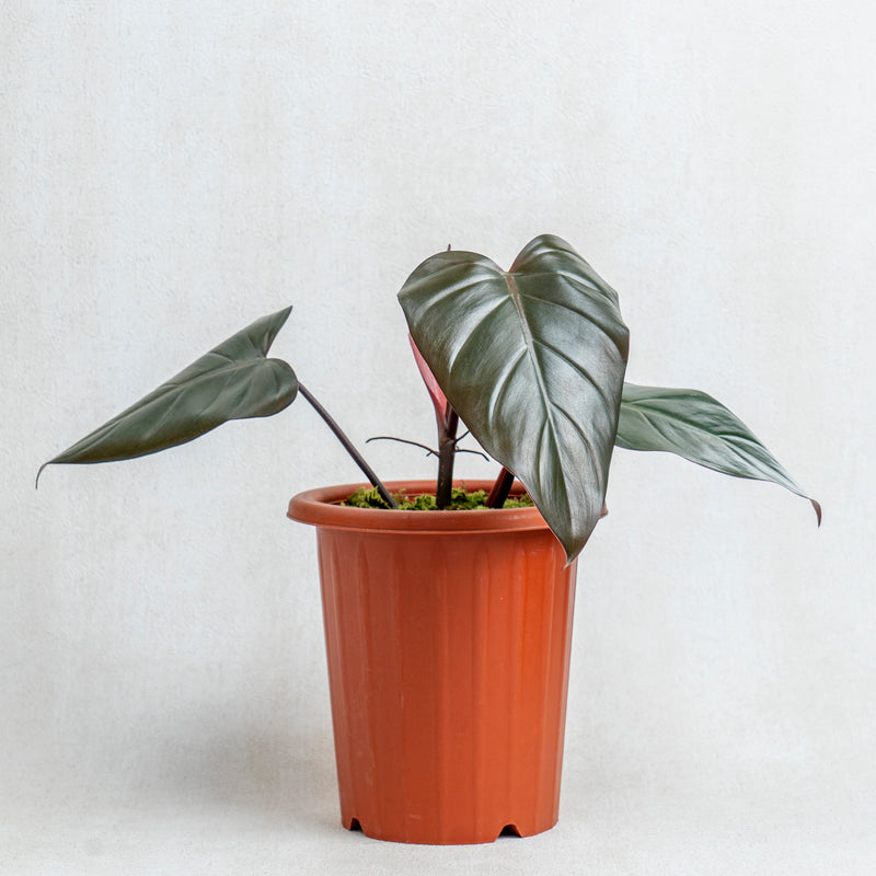 Philodendron Dark Lord