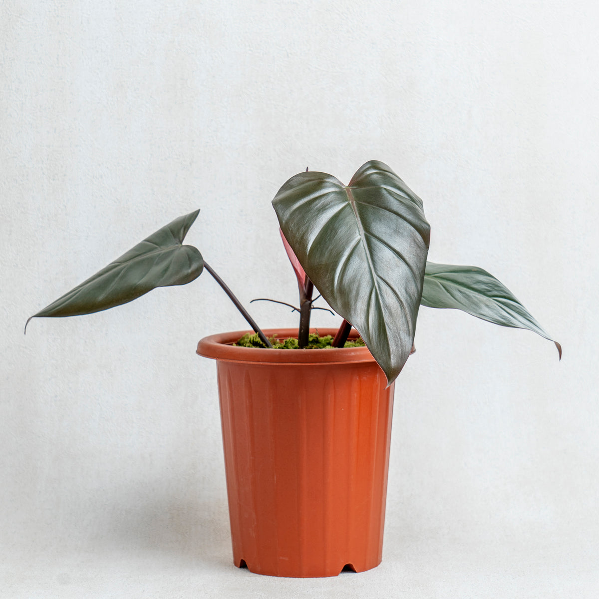 Philodendron ~ Dark Lord Live Plant (Fresh Cutting) (Regular)