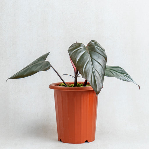 philodendron erubescens dark lord Philodendron ~ Dark Lord Live Plant (Fresh Cutting) (Regular)