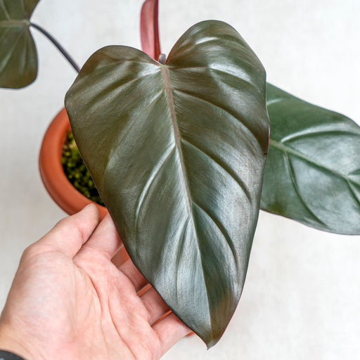 philodendron dark.lord Philodendron ~ Dark Lord Live Plant (Fresh Cutting) (Regular)