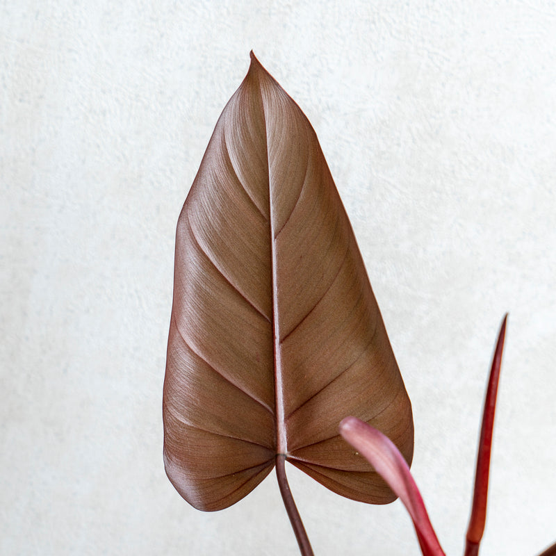 Philodendron Dark Lord