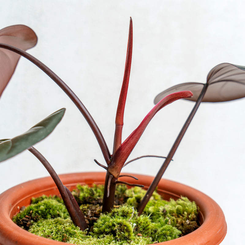 Philodendron Dark Lord