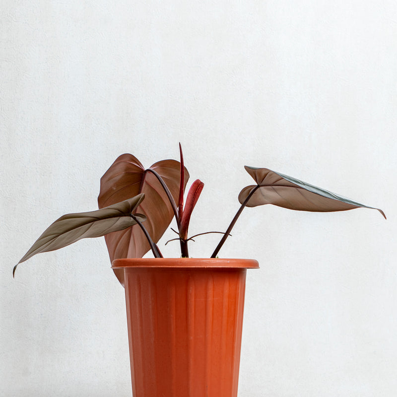 Philodendron Dark Lord