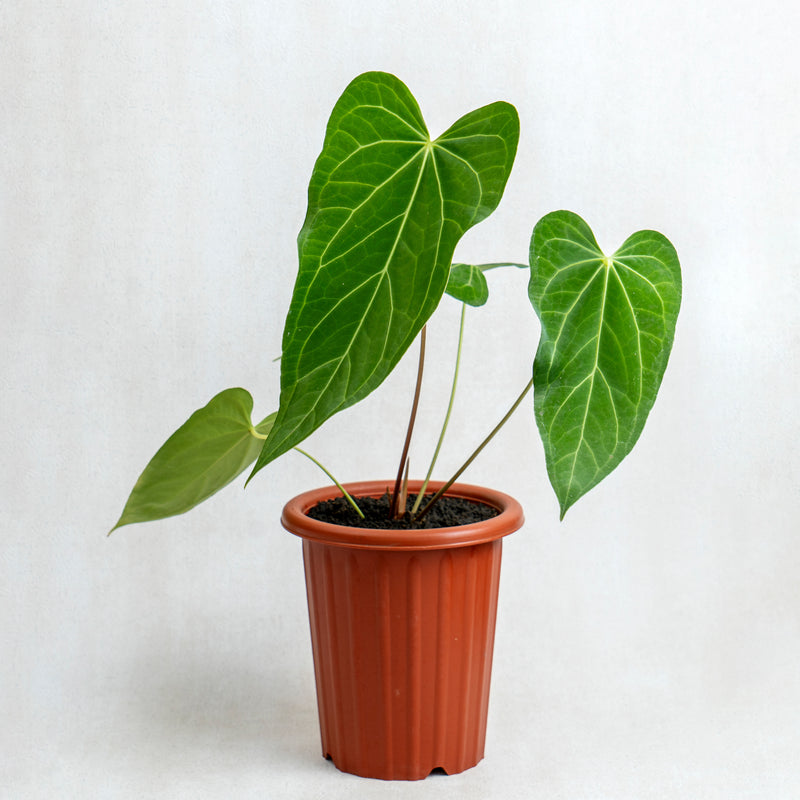 anthurium green mamba Anthurium Green Mamba
