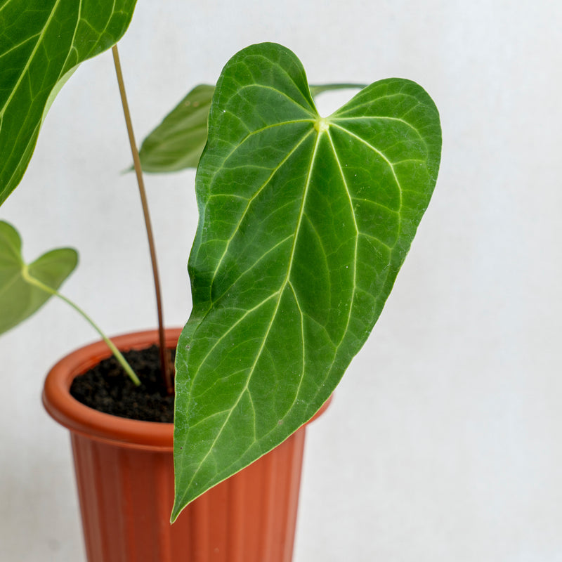 Anthurium Green Mamba