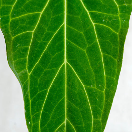 anthurium green mamba Anthurium Green Mamba — Aroidasia