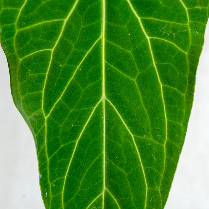 Anthurium Green Mamba