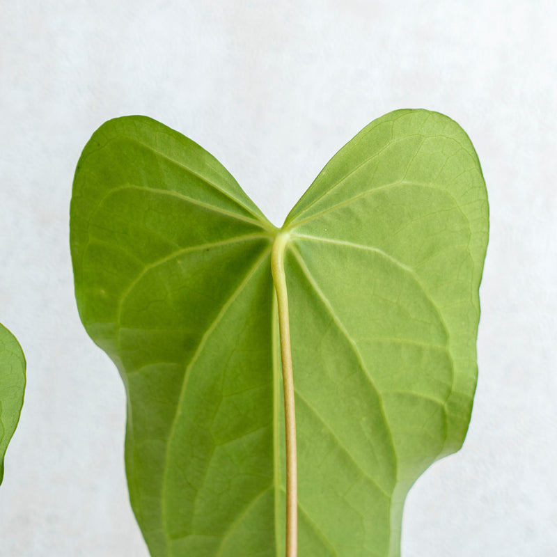 Anthurium Green Mamba