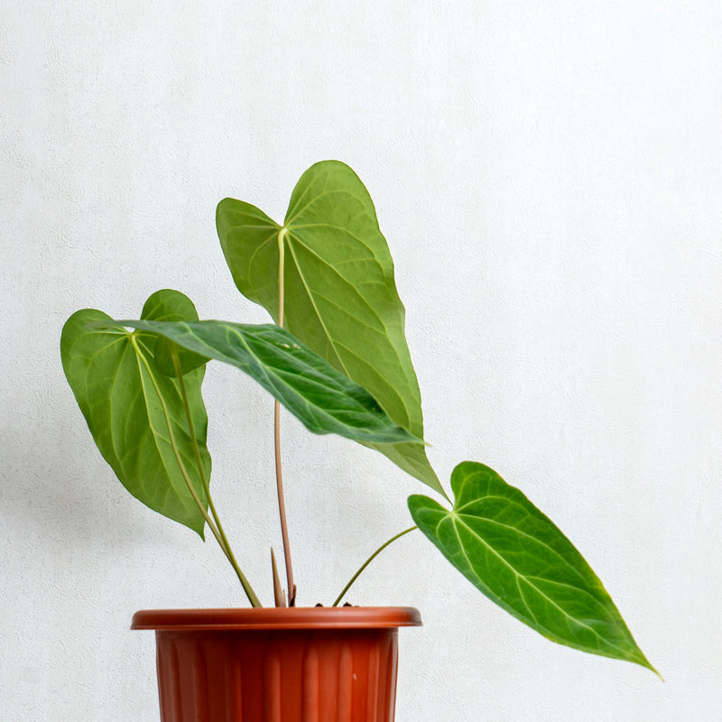 Anthurium Green Mamba