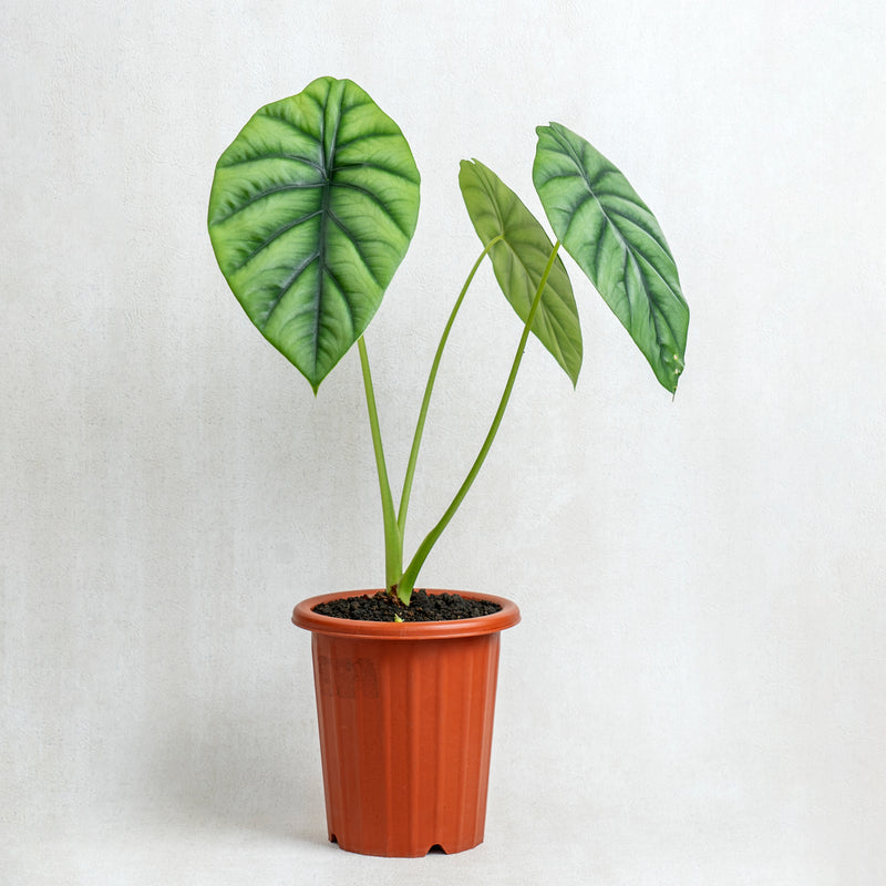 Alocasia Clipeolata
