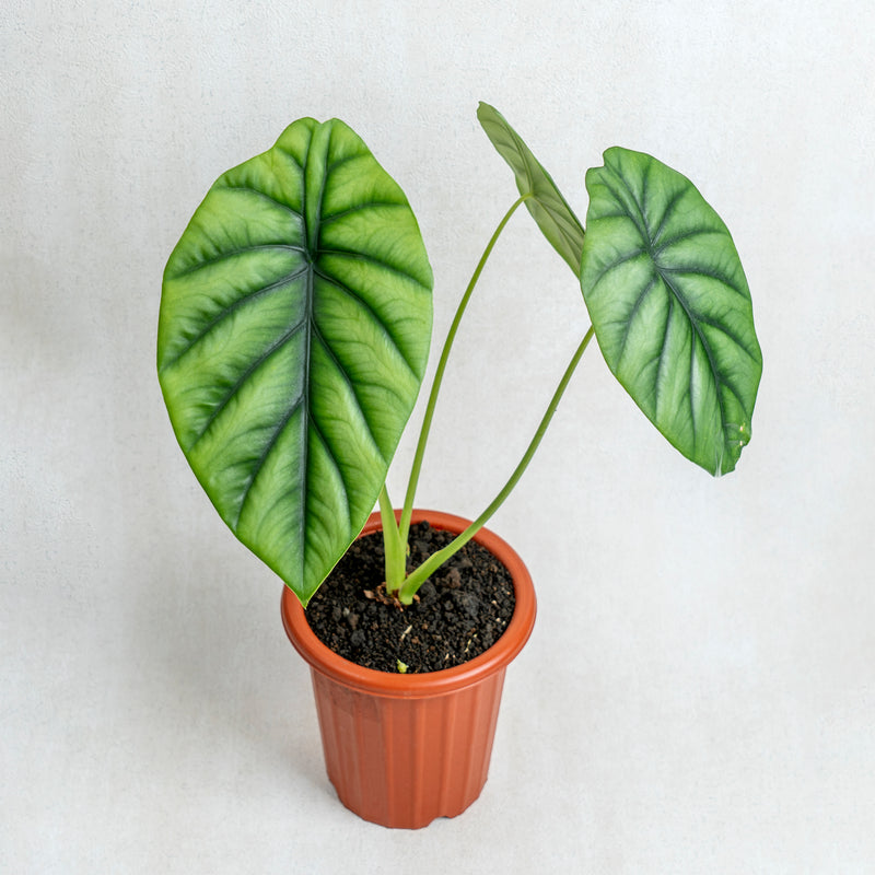 Alocasia Clipeolata