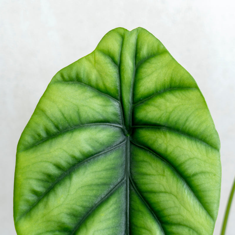 Alocasia Clipeolata