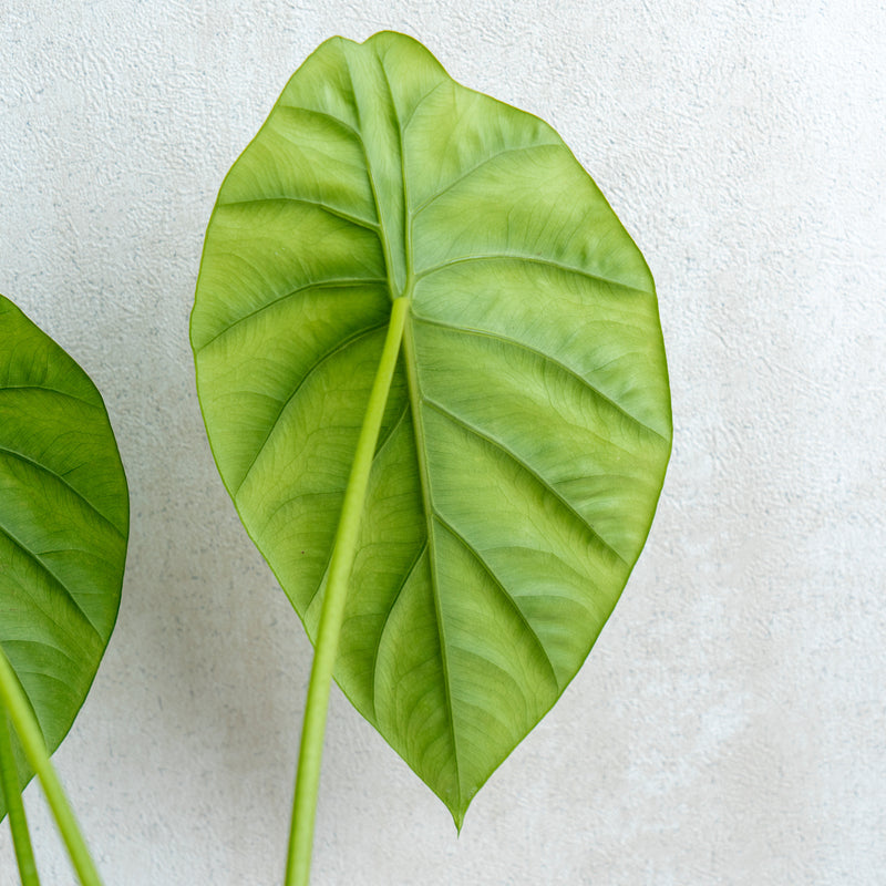 Alocasia Clipeolata