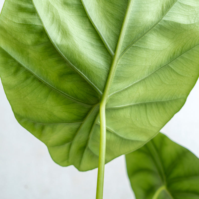 Alocasia Clipeolata