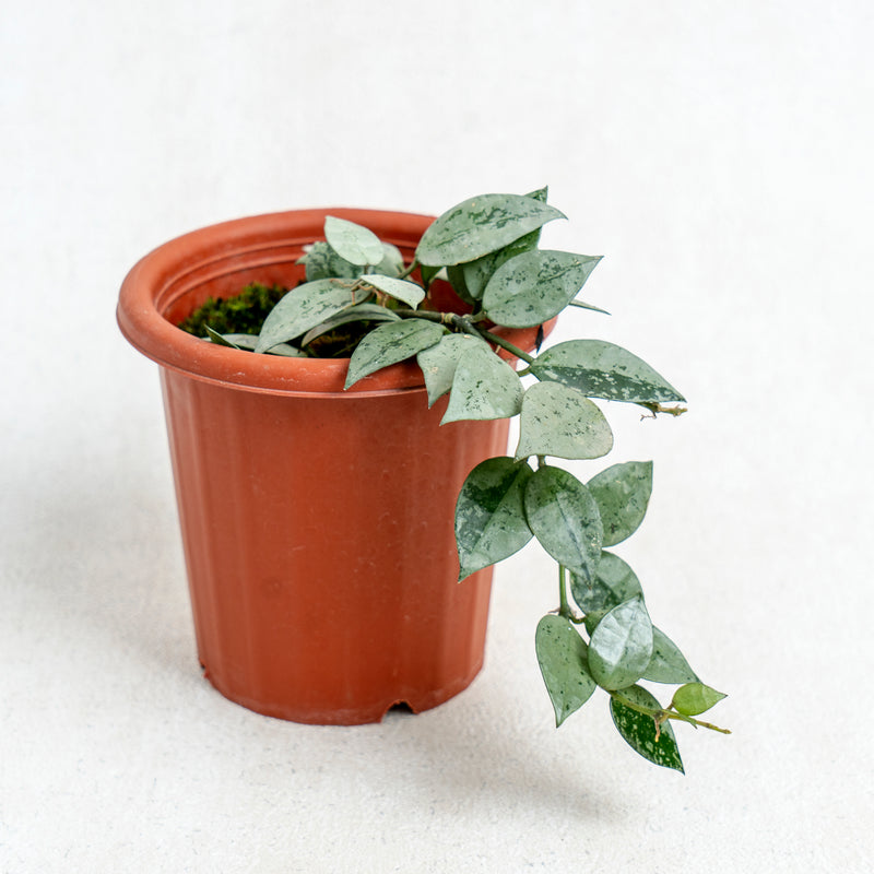 Hoya Lacunosa Silver Splash