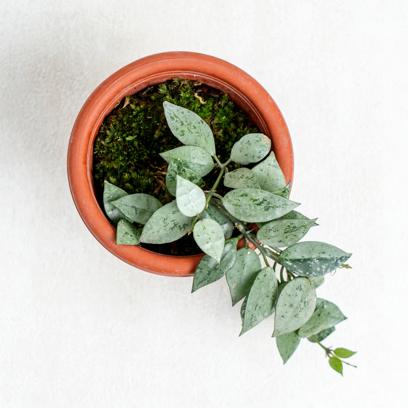 Hoya Lacunosa Silver Splash