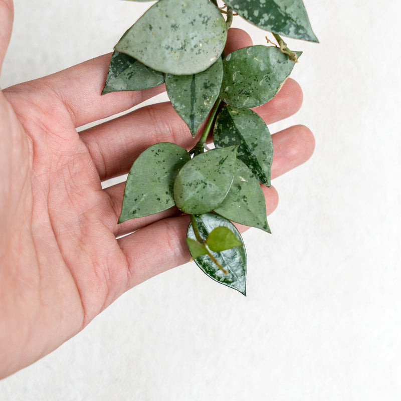 Hoya Lacunosa Silver Splash