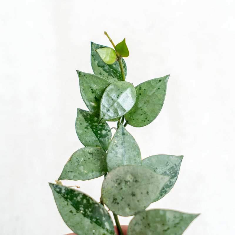 Hoya Lacunosa Silver Splash