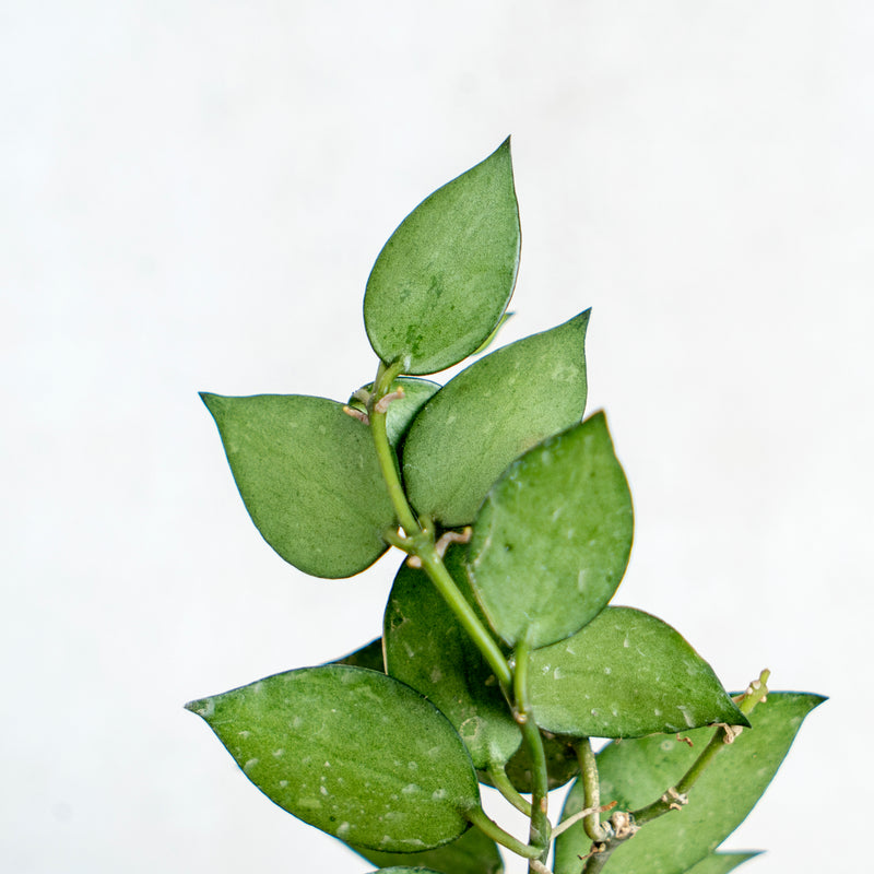Hoya Lacunosa Silver Splash