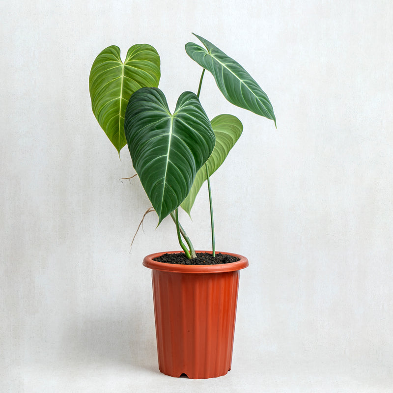 Philodendron Glorious (Gloriosum x Melanochrysum)