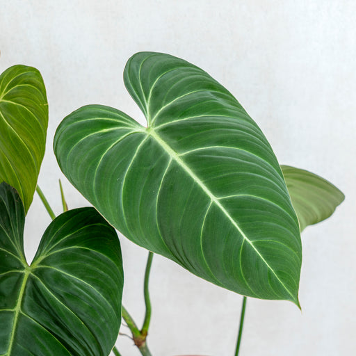 philodendron 'glorious' Philodendron Glorious (Gloriosum x Melanochrysum) — Aroidasia