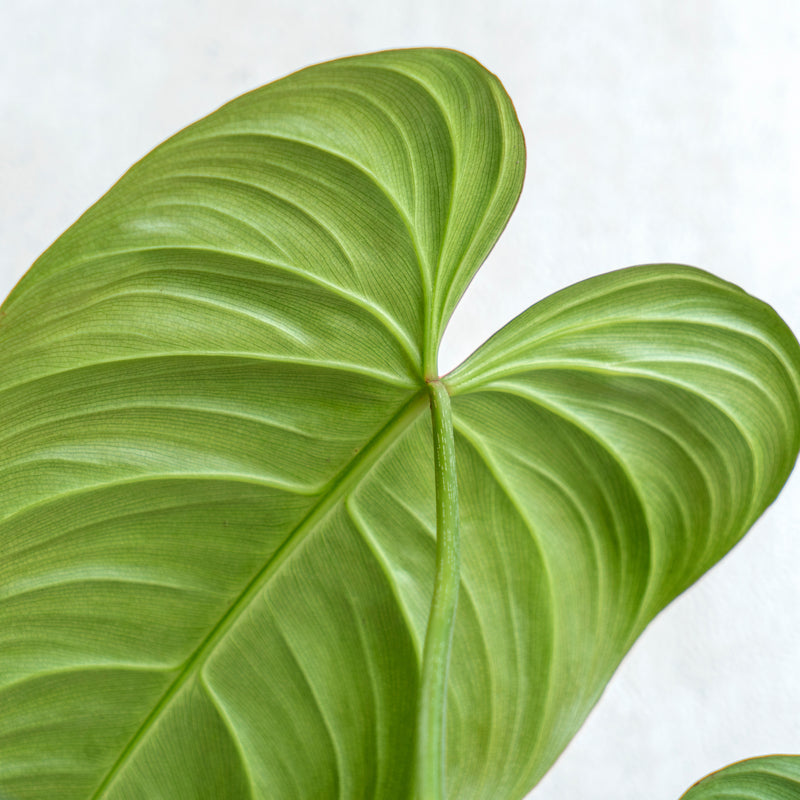 philodendron gloriosum x maximum Philodendron Glorious (Gloriosum x Melanochrysum) — Aroidasia