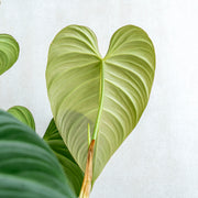 philodendron gloriosum x melanochrysum Philodendron Glorious (Gloriosum x Melanochrysum) — Aroidasia
