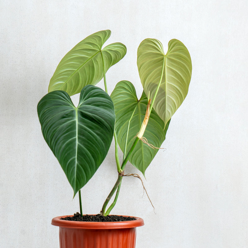 philodendron glorius Philodendron Glorious (Gloriosum x Melanochrysum) — Aroidasia