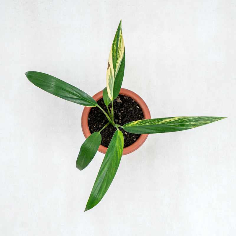 Epipremnum Amplissimum Aurea Variegated