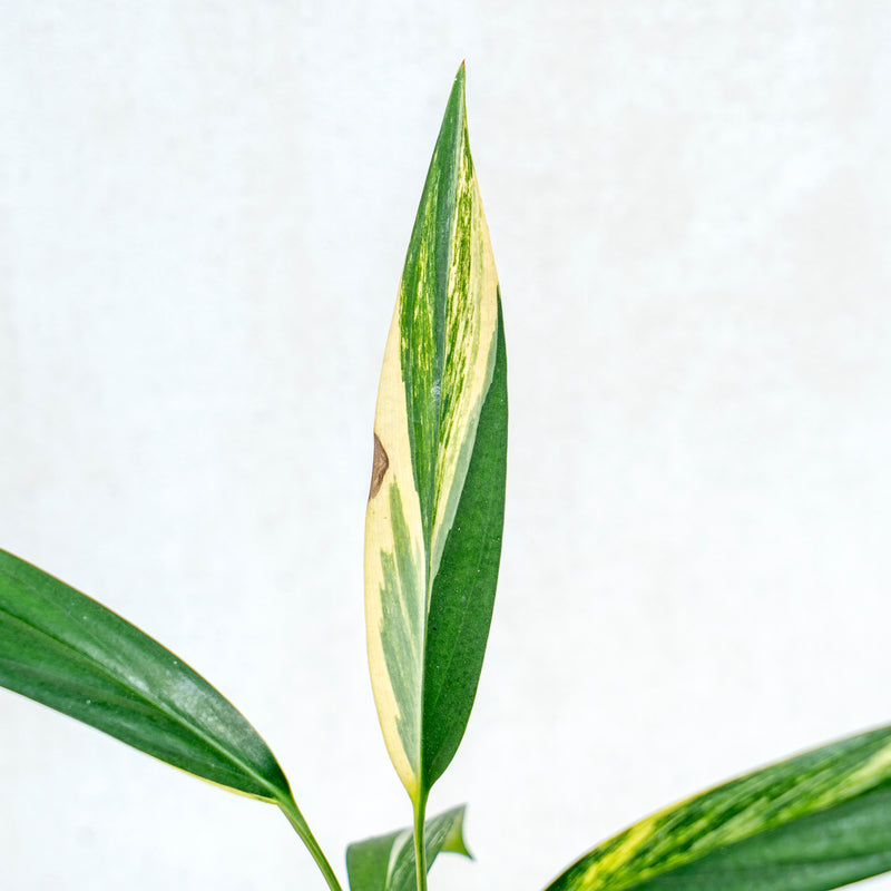 Epipremnum Amplissimum Aurea Variegated