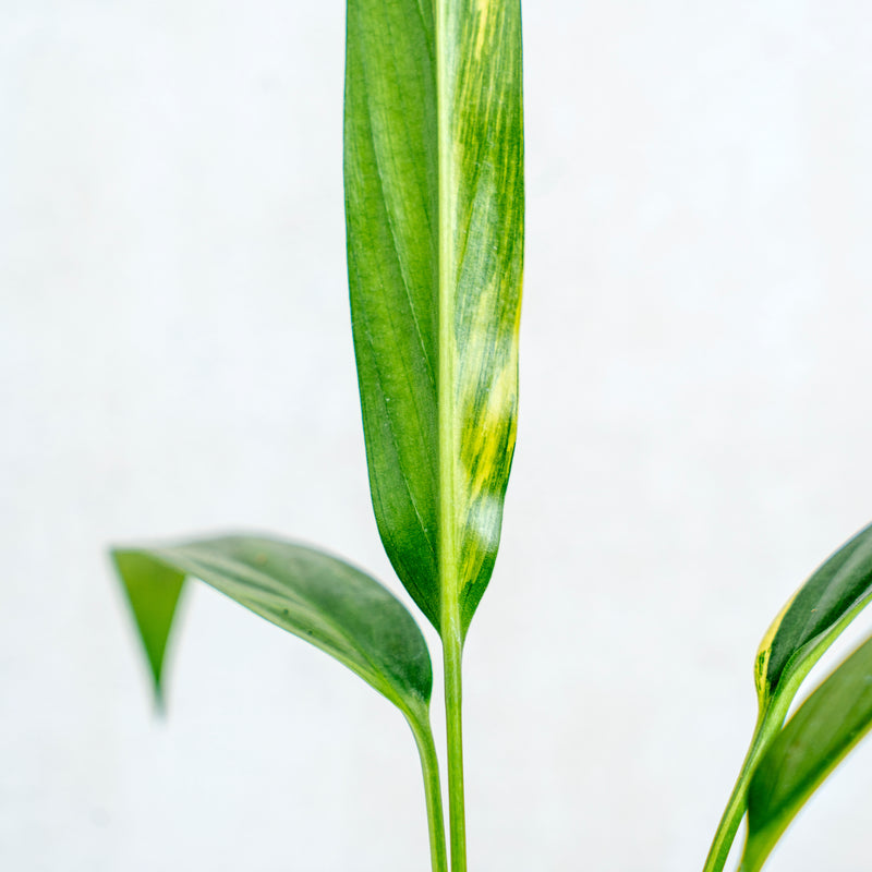 Epipremnum Amplissimum Aurea Variegated