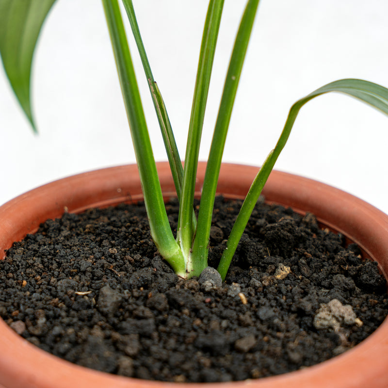 Epipremnum Amplissimum Aurea Variegated
