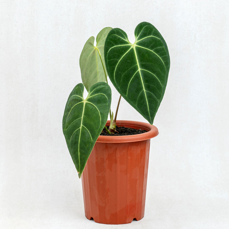 Anthurium Regale Hybrid